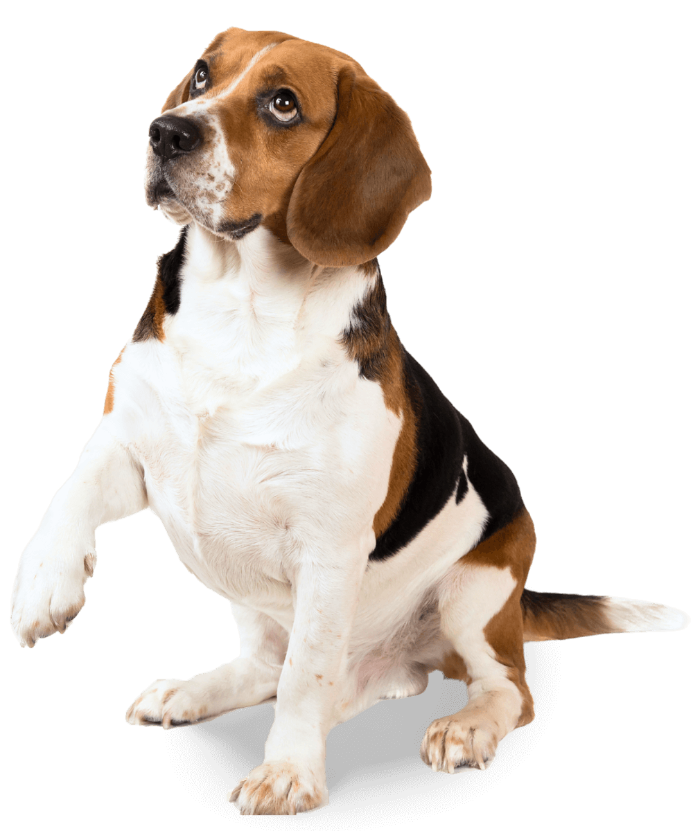 happy dog wearing blue collar