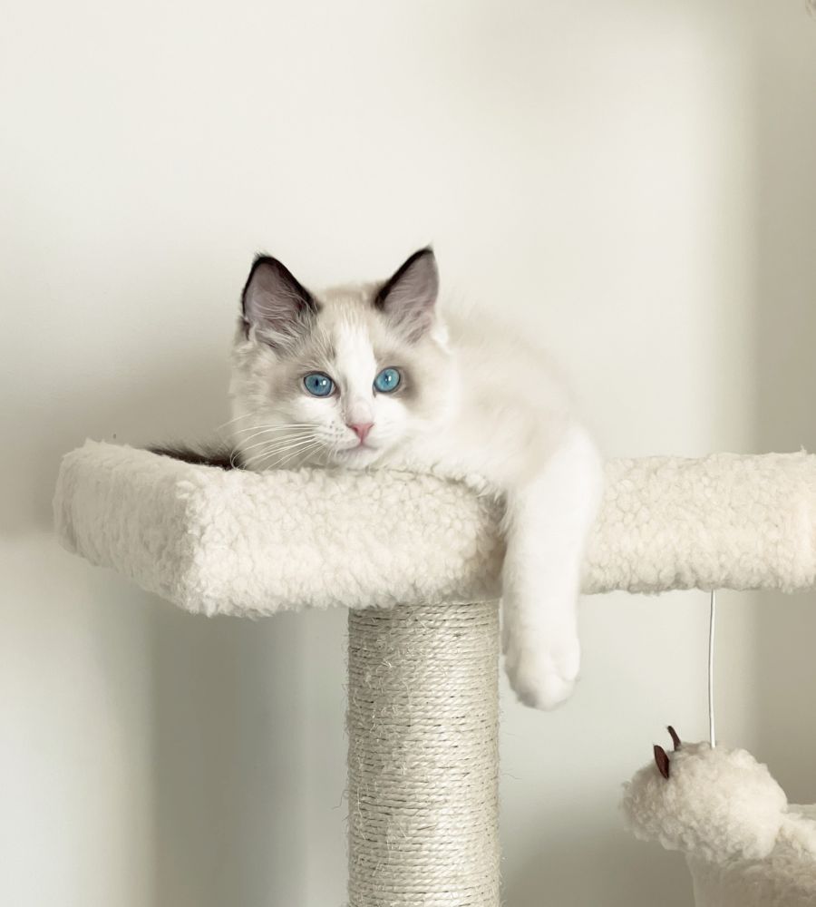 A cat laying on top of a scratching post