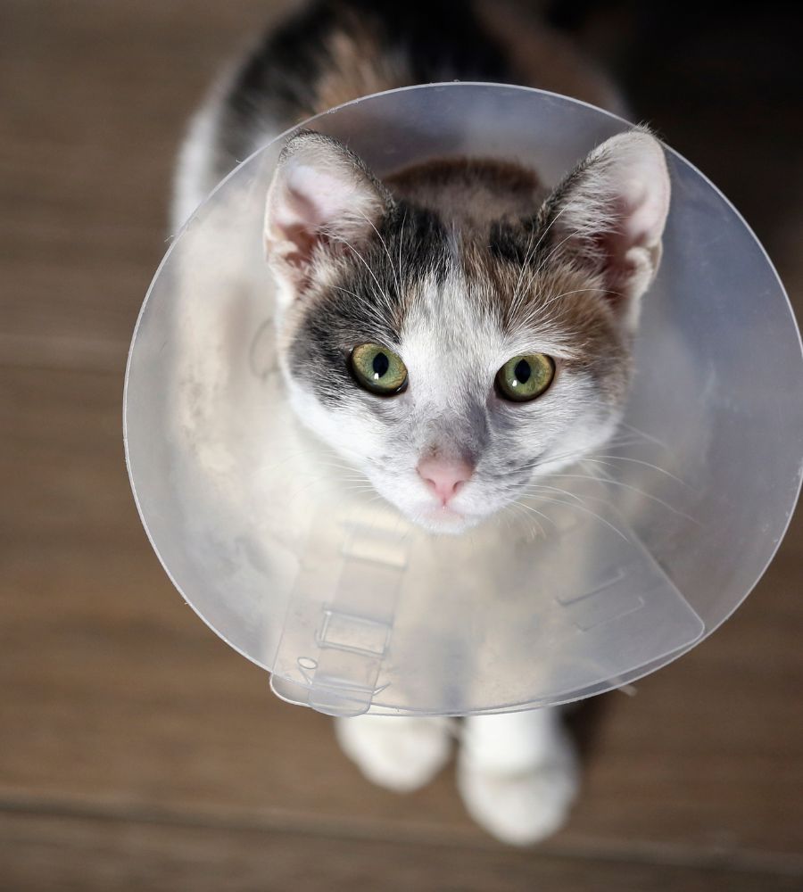 A cat wearing a plastic cone on its head