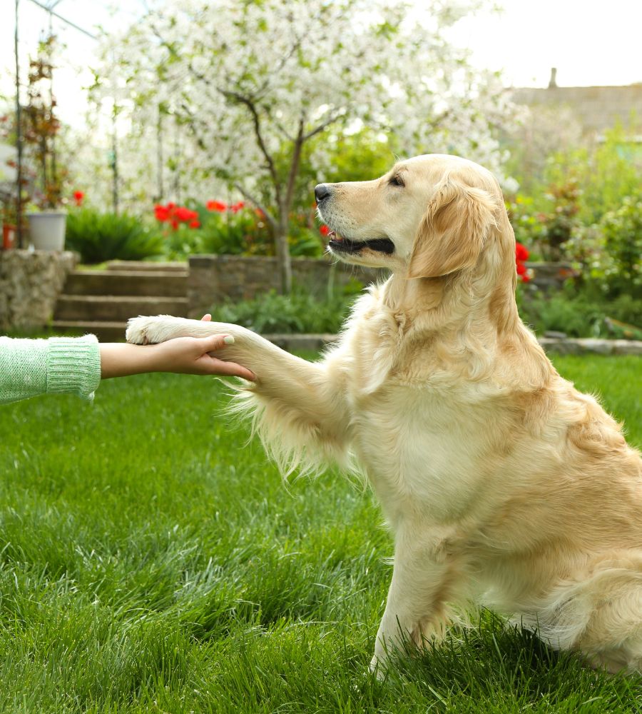 A golden retriever sitting in the grass with its owner