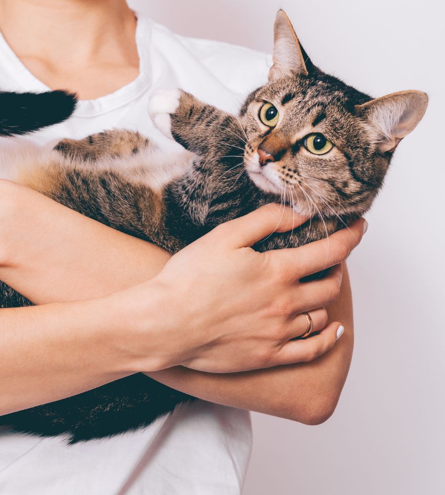 A person holding a cat in their arms