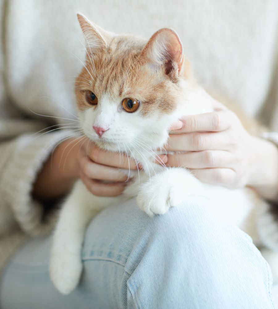 An orange and white cat sitting on a person's lap