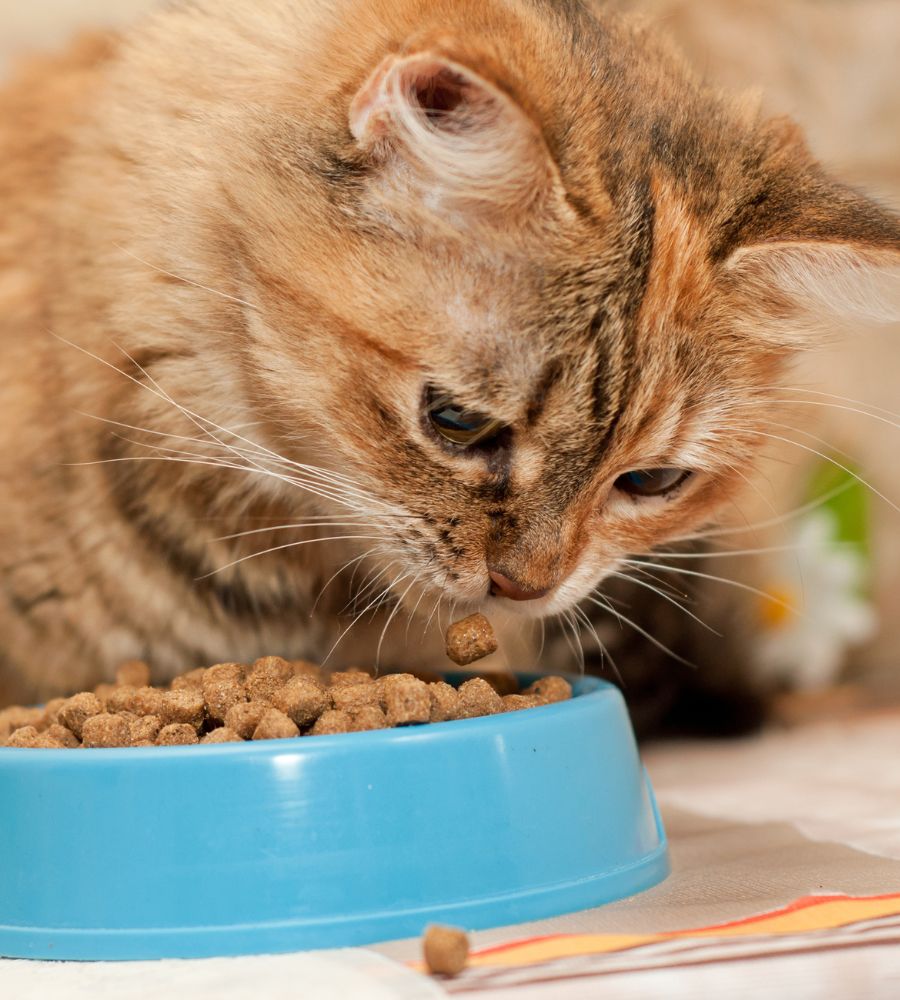a cat eating food from a blue bowl