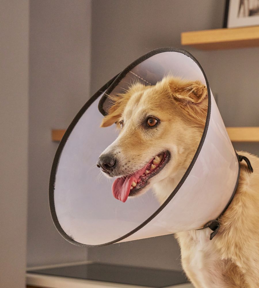 a person wearing a cone around their dog's neck